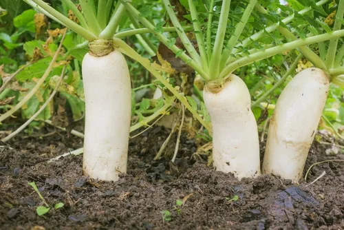 Miniatura 10 de CZ Grain Semillas de parcela de alimentos para plantar: cultiva alimentos para ciervos, pavos, alces, fesantes, codornices y otros animales Cebada