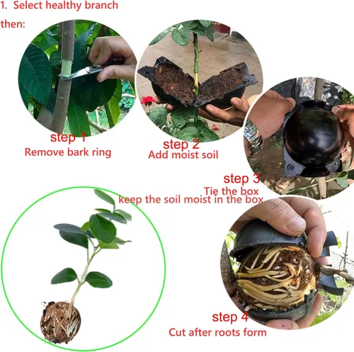 Miniatura 5 de Caja de cultivo de raíces de árbol: cápsulas de propagación de capas de aire para plantas leñosas, dispositivo de enraizamiento transparente