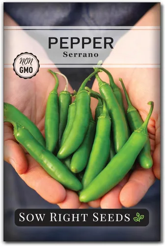Sow Right Seeds - Semilla de pimiento picante serrano para plantar - Instrucciones de paquete de reliquia sin OMG para plantar un huerto en el hogar