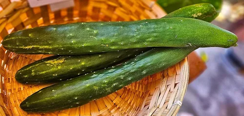 Miniatura 7 de TomorrowSeeds - Semillas de pepino sin eructos de jade de China - Más de 100 unidades - para plantar 2026 Delicioso largo verde oscuro sin amargo