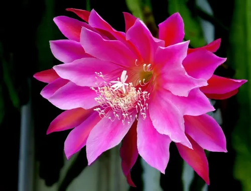 Miniatura 2 de 6 esquejes de cactus de orquídea Epiphyllum para cultivo en interiores, 6 pulgadas a 8 pulgadas de alto, plantas suculentas vivas