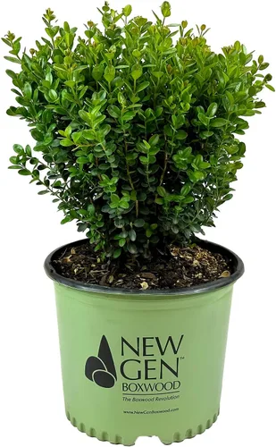 Blooming & Beautiful - Freedom Boxwood - 3 galones - NewGen - Arbusto de boj de hoja perenne mediano - Follaje verde brillante - Crecimiento rápido