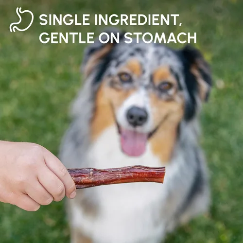 Miniatura 5 de Downtown Pet Supply Bully Sticks para perros, masticables naturales de carne de res de 6 pulgadas, sin olor y sin piel cruda, golosinas para perros