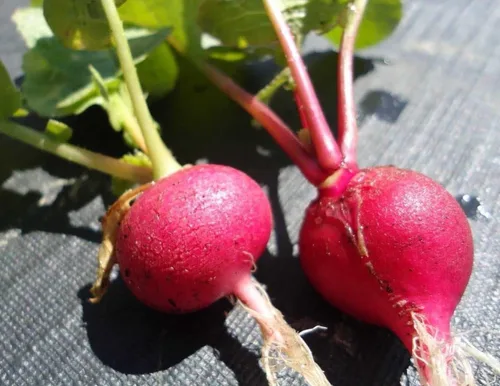 300 semillas de rábano gigante carmesí para plantar reliquia sin OMG, 0.12 oz de semillas de jardín, vegetales, supervivencia a granel