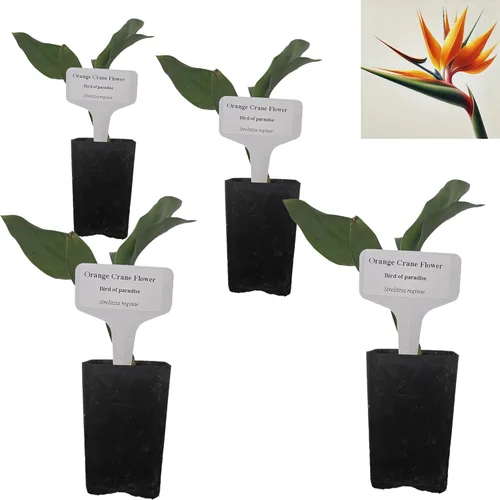 Miniatura 13 de Hoja de laurel mediterránea, planta viva de laurel de laurel. Variedad estándar - Laurus Nobilis. Planta viva. Fragante, fresca, comestible. Lo