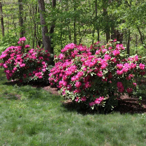 Brighter Blooms - Arbusto de rododendro rojo, 1 galón - Floraciones adaptables, coloridas y fragantes - No hay envío a AZ