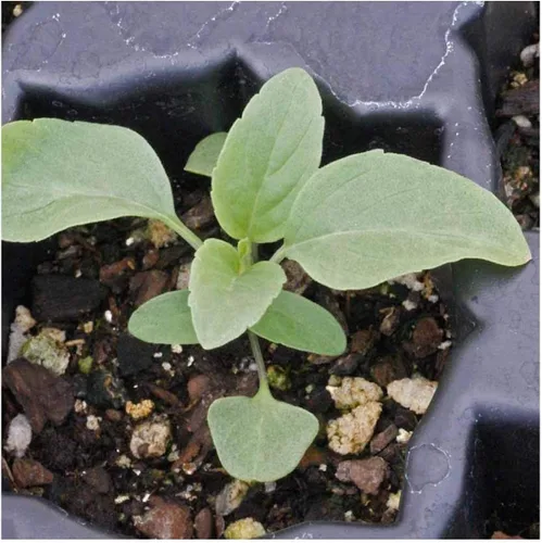 Miniatura 5 de Everwilde Farms - 1000 semillas de flores silvestres de salvia azul - Paquete de semillas jumbo Gold Vault