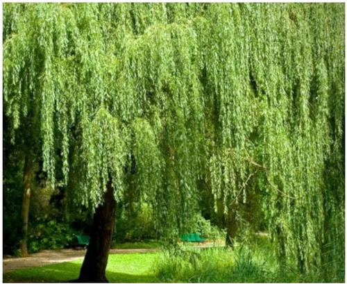 Miniatura 2 de Brighter Blooms - Árbol de sauce llorón, 3-4 pies - No hay envío a AZ