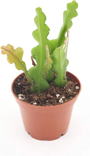 Fishbone Cactus - Maceta de cultivo de 2.5 pulgadas de California Tropicals