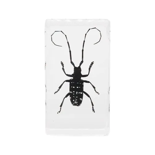 Especímenes reales de insectos de escarabajo de cuernos largos en manualidades de pisapapapeles, colección de taxidermia de animales para educación