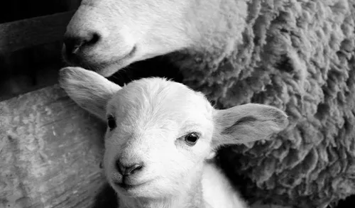 Miniatura 4 de IXMAH - Lienzo decorativo para pared, diseño de animales en blanco y negro, bonito cordero, ovejas, póster de granja para decoración del hogar