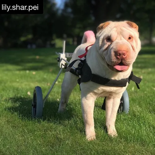 Miniatura 3 de Silla de ruedas mediana para perros de 40 a 60 libras