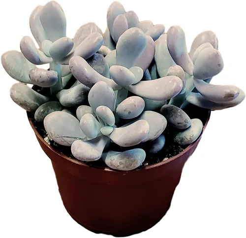 Miniatura 27 de Fat Plants San Diego Plantas suculentas totalmente enraizadas en macetas de 4 pulgadas con tierra, suculentas reales en maceta/decoración única