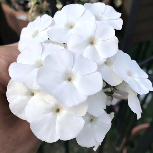Miniatura 4 de CarpetC - Más de 1000 semillas de Phlox blancas para plantar, flores de verano fragantes de hoja perenne rastreras Phlox subulata, cubierta