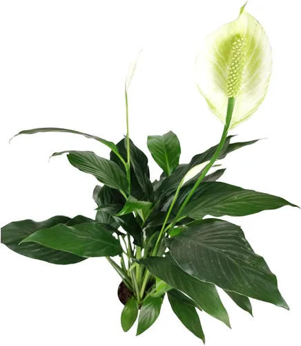 Miniatura 31 de Árbol de dinero trenzado de tocón de Pachira (4 pulgadas), plantas de interior de la suerte, plantas de interior decorativas únicas de 4/6 pulgadas