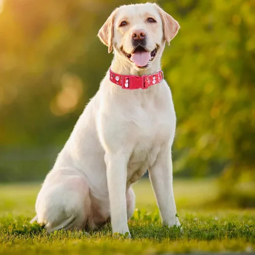 Miniatura 5 de Collares de Navidad para perros pequeños, lindos collares suaves y ajustables para perros y niñas, S 22. Estilo navideño