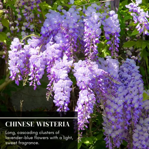 Miniatura 4 de Plántulas de glicina china púrpura para plantar, plántulas de árboles vivos para crecer, Wisteria sinensis (3 plántulas) - No hay barco a California