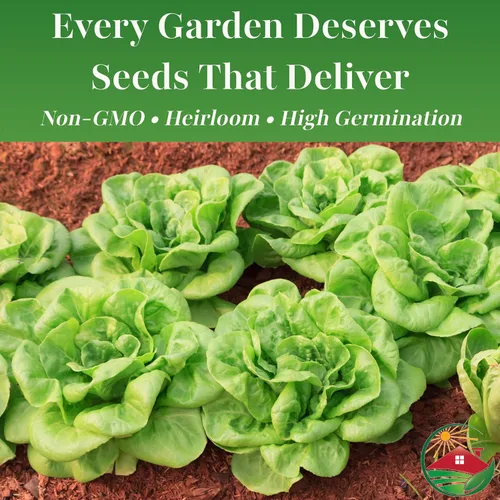 Miniatura 4 de TKE Farms & Gardens - Semillas de lechuga Buttercrunch para plantar, más de 2500 semillas, reliquia, sin OMG, 0.11 oz, jardines interiores