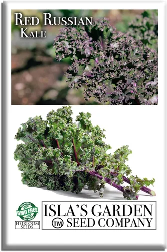 Semillas rojas de col rizada rusa (Brassica Napus VAR. pabularia) – Más de 750 semillas sin OMG y reliquias de Isla's Garden Seeds, tiernas verduras