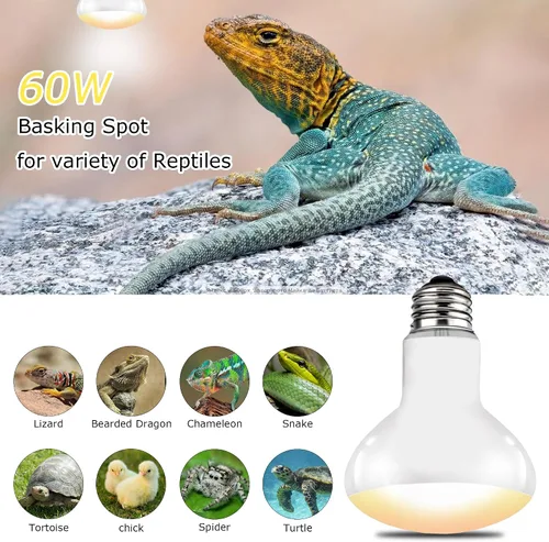 Miniatura 7 de Bombillas de lámpara de calor para reptiles E26 de 60 W, luz UVA mejorada para dragón barbudo, lagarto, tortuga, pollitos y anfibios, luz solar