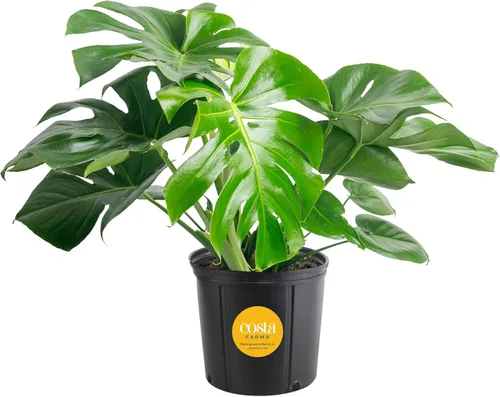 Costa Farms Monstera, planta de queso suizo viva en maceta de plástico, planta de interior grande, perfecta para decoración del hogar, habitación u