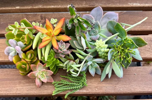 Miniatura 5 de 10 esquejes surtidos de suculentas vivas, no hay 2 suculentas iguales, ideales para terrarios, mini jardines y como plantas de inicio. Plantas