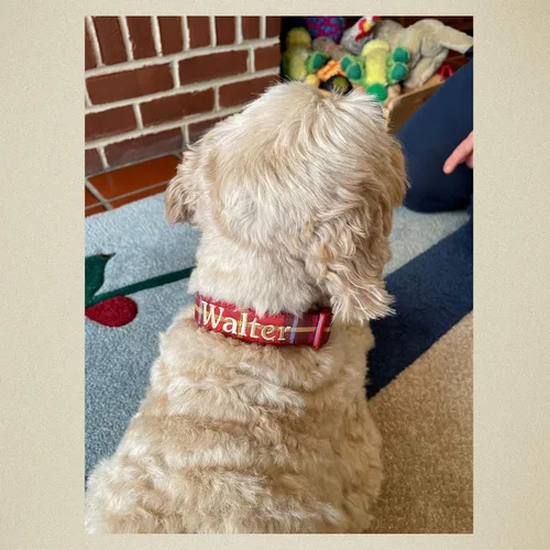 Miniatura 3 de Collar de perro bordado personalizado a cuadros, collares de tartán, nombres para perros pequeños, medianos y grandes