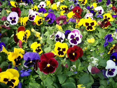 Miniatura 4 de Semillas Viola Swiss Mix (Nombre científico: Viola wittrockiana) Flores Perennes
