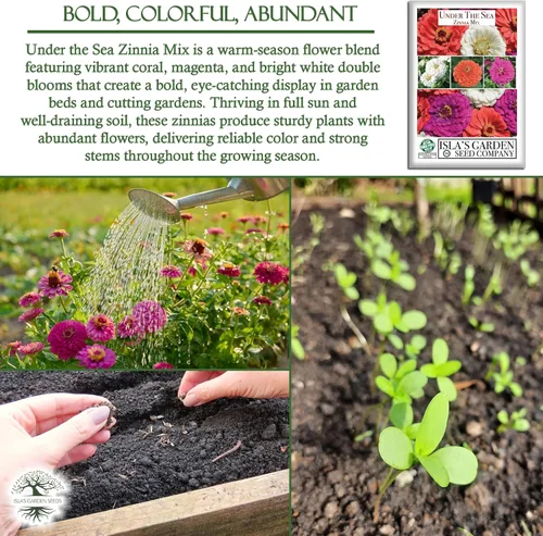 Miniatura 5 de Semillas de zinnia "Under The Sea Mix" para plantar, más de 200 semillas de flores por paquete, semillas de jardín de Isla