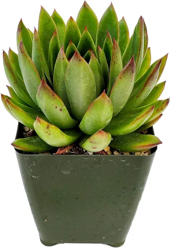 Miniatura 15 de Fat Plants San Diego Live Echeveria Planta Suculenta Híbrida, Lola