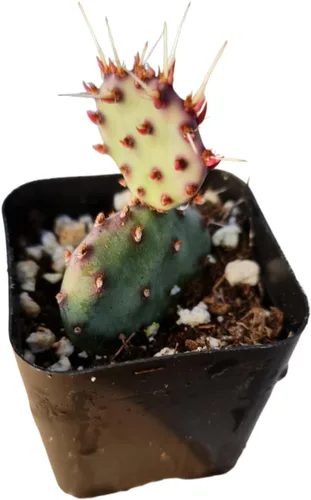 Plantas de cactus vivas (maceta de 2 "Opuntia Santa Rita)