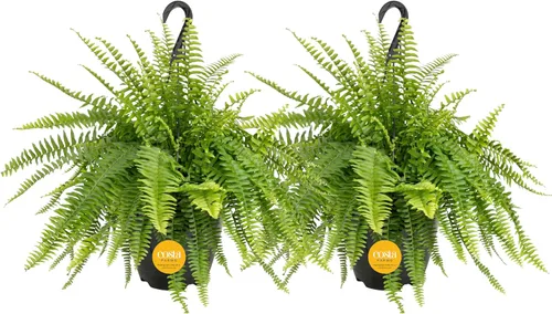 Miniatura 16 de Costa Farms Helecho Kimberly Queen, planta viva de interior, en maceta, de 2 a 3 pies de alto Helecho Reina Kimberly