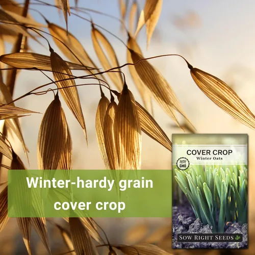 Miniatura 3 de Sow Right Seeds - Semilla de avena de invierno para plantar - Cubre los cultivos para plantar en tu huerto casero - Enriquece el suelo - Suprime