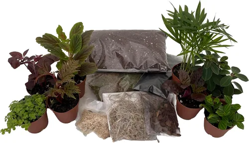 Miniatura 2 de Kit de terrario Hirt's con 8 plantas de terrario en macetas de 2 pulgadas