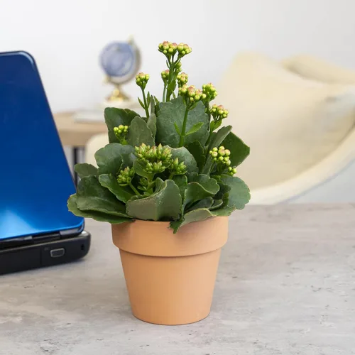 Miniatura 5 de Planta Kalanchoe Plantas suculentas plantas de interior vivas, suculentas vivas plantas de casa en macetas de arcilla, plantas suculentas plantas