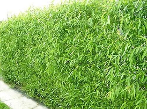 (uno) árbol de crecimiento más rápido en el mundo, listo para plantar, un sauce híbrido australiano vivo cortado a raíz desnuda - Ideal para sombra