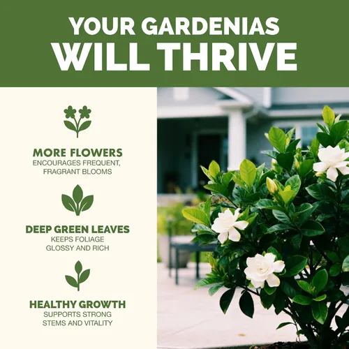 Miniatura 2 de Fertilizante Gardenia: alimento líquido para plantas para más flores, hojas verdes ricas y desarrollo de raíces más fuerte, 8 onzas