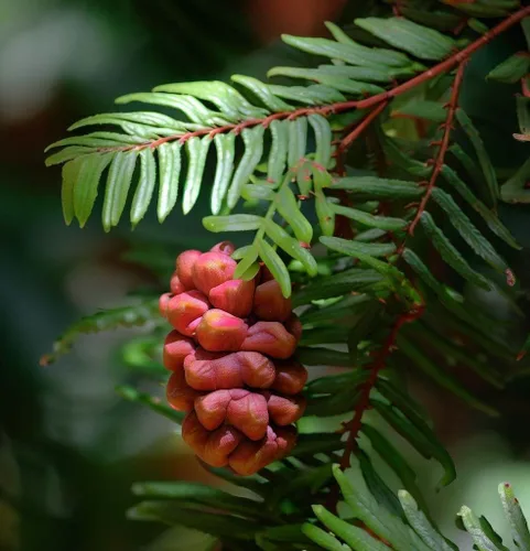 Miniatura 6 de Sequoia sempervirens (Redwood, California Redwood, Coast Redwood) Semillas de árboles, Iconic and Majestic Evergreen, Seeds de MySeeds.Co, usted
