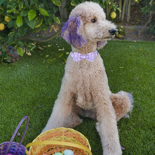 Miniatura 4 de MR. CHUBBYFACE· Collar de Pascua para perro de conejo con lazo, collar ajustable para mascotas con corbatín para perros pequeños, medianos y grandes