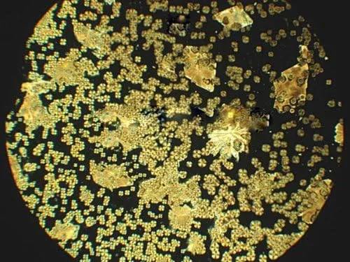 Miniatura 9 de AmScope ME600TZC-5MA Microscopio metalúrgico trinocular episcópico digital, aumento 50X-2500X, oculares de campo ancho extremo PL10x y PL25x