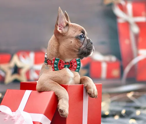 Miniatura 5 de DOGWONG Collar de Navidad para perro con pajarita, collar de perro de copo de nieve con tira roja y verde, suave, duradero, ajustable, de algodón