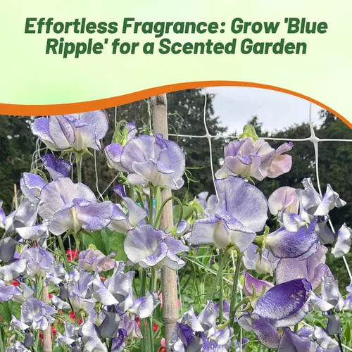 Miniatura 5 de Outsidepride Semillas de guisantes dulces bicolor Blue Ripple – 100 piezas anuales, fáciles de cultivar, semillas de vid para plantar flores