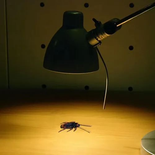 Miniatura 5 de Riomeira Cucarachas Falsas Premium, Cucarachas Falsas Bastante Realistas, Excelente Manera de Hacer una Broma, Cucarachas Falsas Realistas