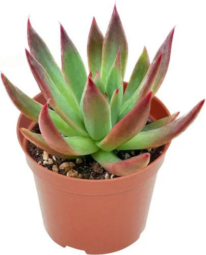 Miniatura 8 de Suculenta Bluebean de 4 pulgadas, Plantas Suculentas Vivas Totalmente Enraizadas en Macetas con Tierra, Plantas de Casa de Fácil Cuidado