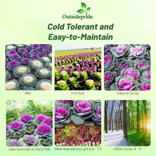 Miniatura 2 de Outsidepride Semillas de flores ornamentales de col – 1000 unidades. Semillas anuales, tolerantes al frío y de bajo mantenimiento, semillas