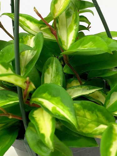 Miniatura 7 de Hoya Krimson Princess, Hoya Carnosa Vareiagata, plantas de interior vivas de Hoya, llegada viva garantizada