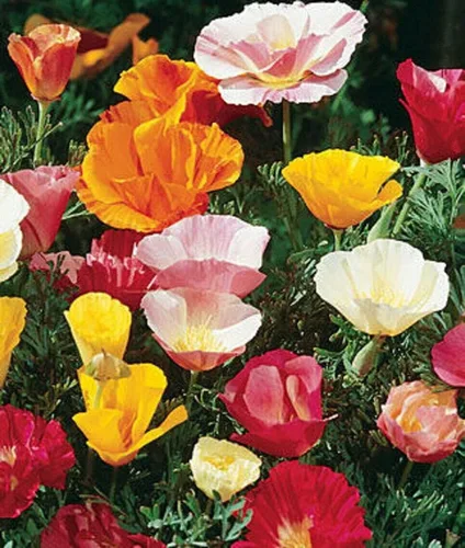 Miniatura 6 de Semillas Flores Oriental Amapola Mix Anual - 1000 Semillas