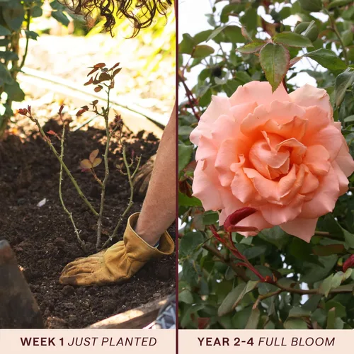 Miniatura 3 de Heirloom Roses Planta de rosas - Aliento de vida Albaricoque Rosal, rosas trepadoras, planta viva para plantar al aire libre