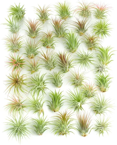 Miniatura 10 de Shop Succulents Colección variada Variedad de especies, planta tropical de interior para decoración del hogar, terrarios DIY, paquete de 100