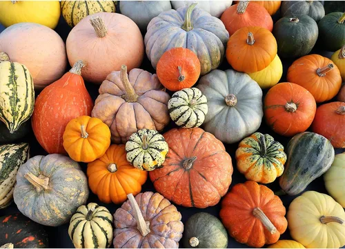 Rompecabezas para adultos de 1000 piezas, calabaza colorida con póster entrelazado perfectamente letra en la parte posterior sin polvo, juguete de